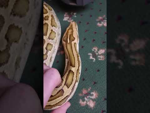 Sissy the hypo burm