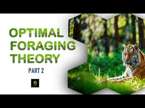 Optimal Foraging Theory : Part 2 - YouTube