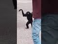 Feeding The Siamang And The Family