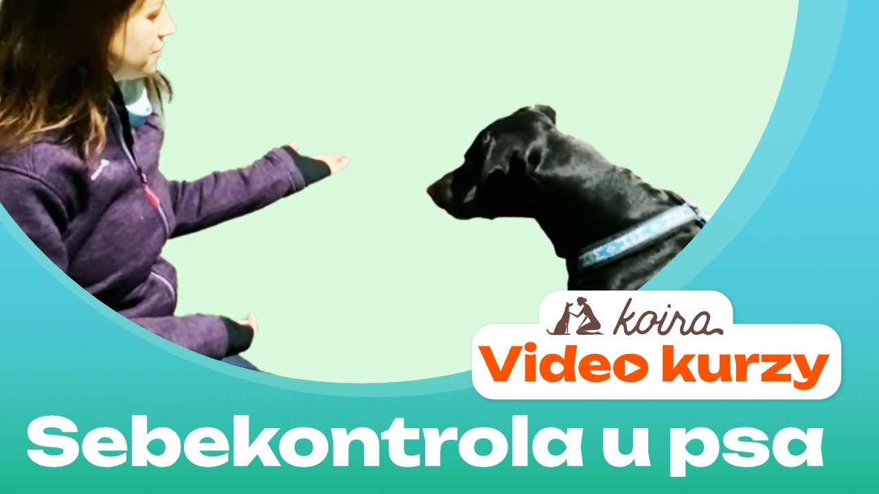 Koira - sebekontrola u psa