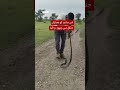 Watch a cobra regurgitate 9 eggs - BBC URDU