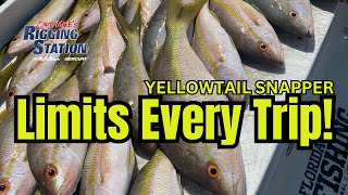 Best Yellowtail Snapper Fishing Secrets I Yellowtail Snapper Limits Every Trip I Yellowtail 2024