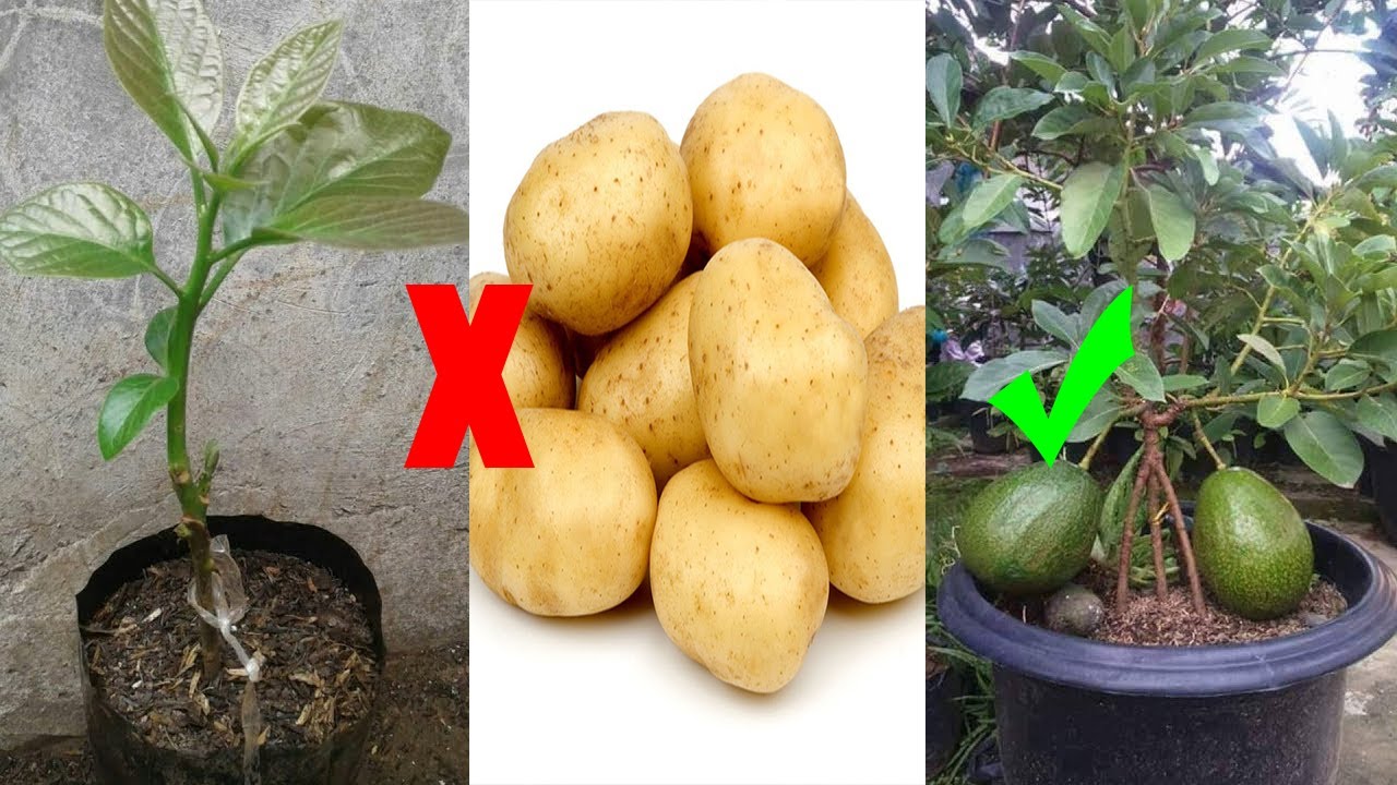Instructions for growing avocado with potatoes - Tips For Agriculture