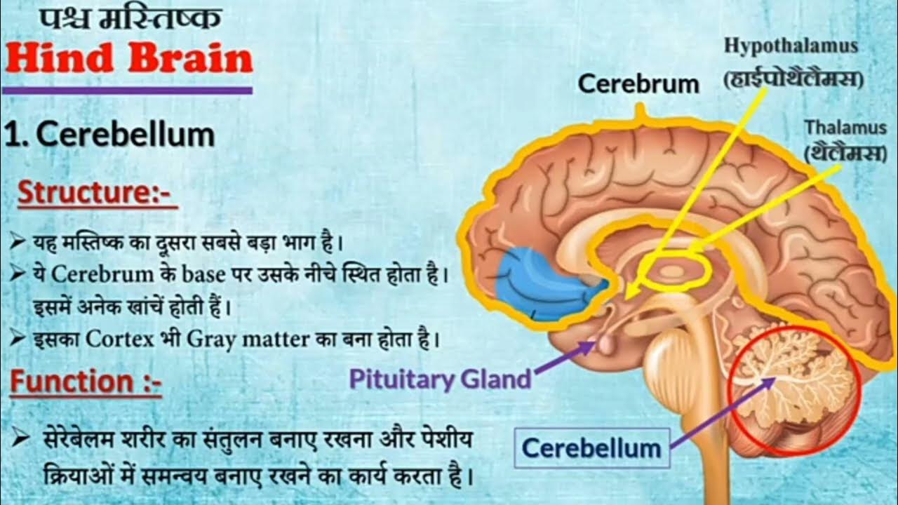 human brain structure and function | in hindi Class-10 manav mastishk