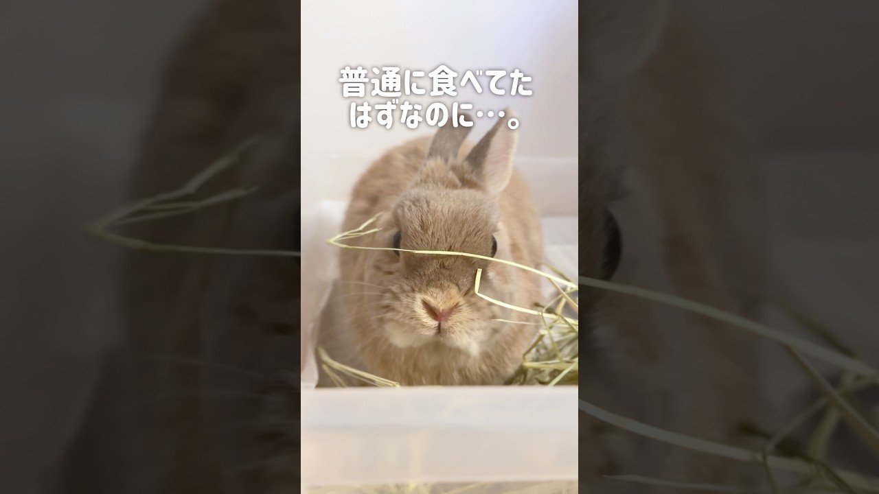 いつのまにかクセ強いスタイルで食べるうさぎ。#うさぎ #ネザーランド