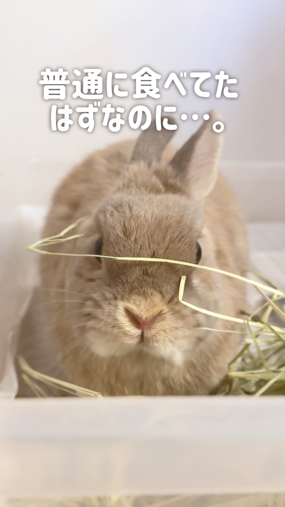 うさぎページ いつのまにかクセ強いスタイルで食べるうさぎ。#うさぎ #ネザーランド