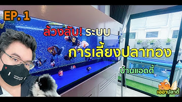 ล้วงลับระบบการเลี้ยงปลาทองบ้านแอดมิน | EP.1 | 14 พ.ย. 64