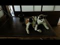 Japanese culture -Always beside dogs and cats- がライブ配信中！