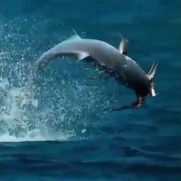 Fish jump | fishing videos | fishing big fish #shorts