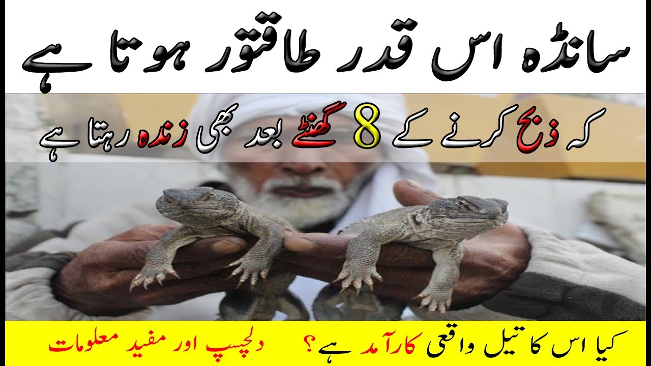 Sanda oil benefits in Urdu HindiSanda ka tailsanda oil pain relief