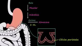 Stomach | Physiology of the Gastrointestinal System | Khan Academy