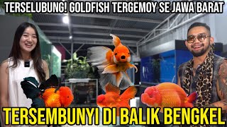 TERSELUBUNG! GOLDFISH TERGEMOY SE JAWA BARAT TERSEMBUNYI DI BALIK BENGKEL!!  HAIBI GOLDFISH