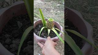 My pineapple