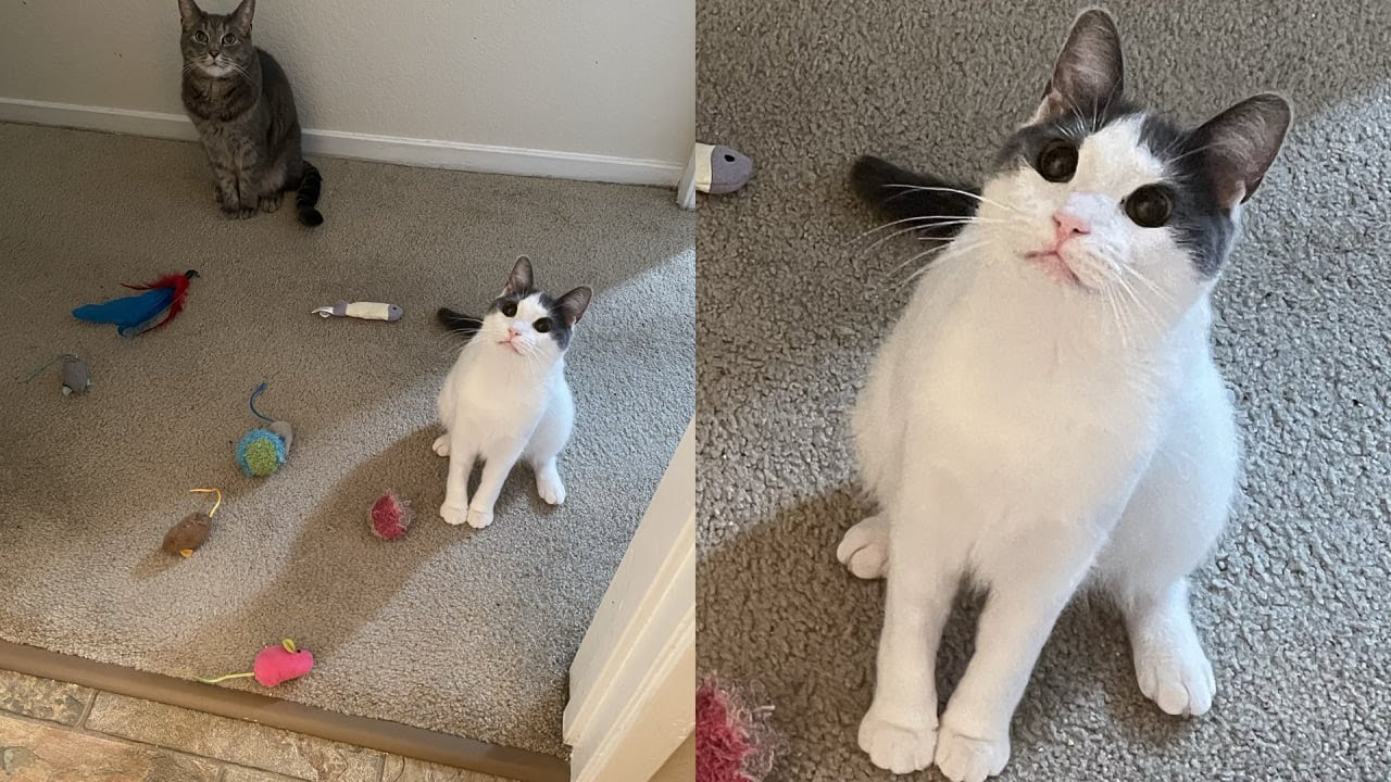 Cats Just Doing What Cats Do Best 🤣Funny Cats Videos 2025 🐱 Part 3