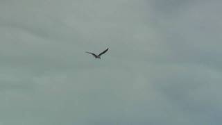 A hawk dived into the water from the sky and caught a fish