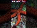 Can Starfish regrow their Lost Arms?