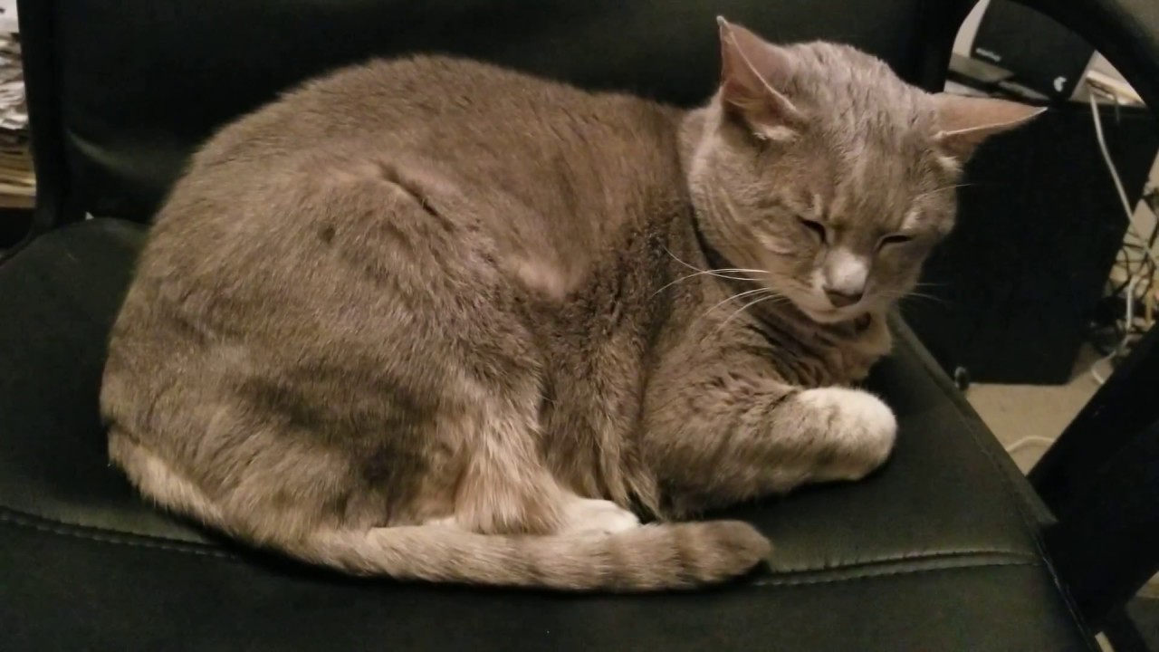 My cat Rippen said she fell asleep but her tail didn't. YouTube