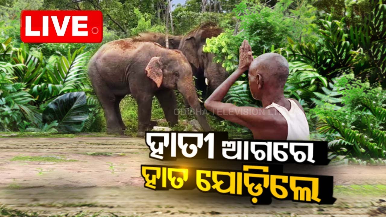 ????Live | ହାତୀ ଆଗରେ ହାତ ଯୋଡ଼ିଲେ | Elephant | Keonjhar