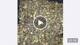 Sirrin minannas Ga mata screenshot 2