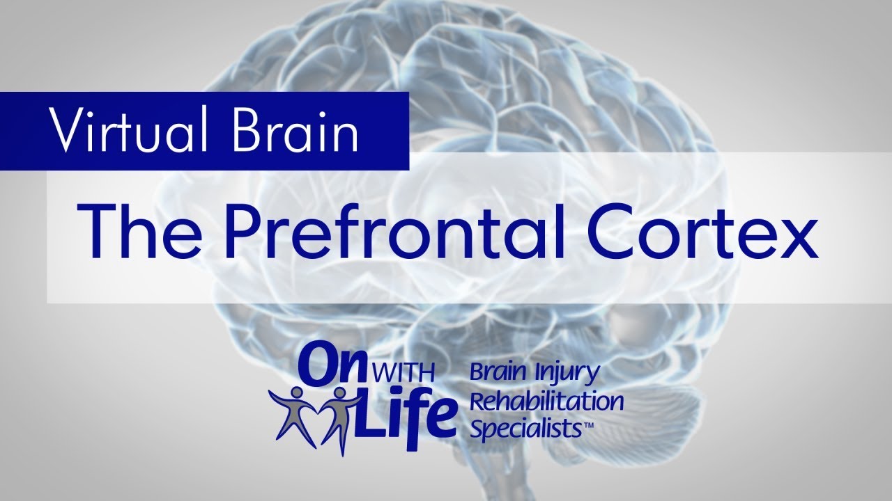 On With Life Virtual Brain - Prefrontal Cortex - YouTube