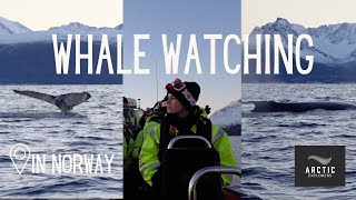 ARCTIC EXPLORERS - Whale watching in Skjervøy 🐋 | VLOG