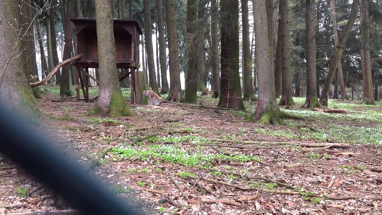 Sich übergebender Luchs im Tierpark Poing