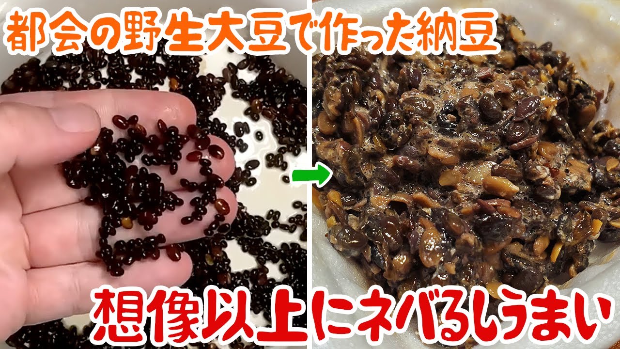 多摩川に生えてる豆で納豆作ったらご飯が美味い