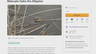 People hoping to raise enough money to relocate an alligator from local pond