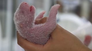 New-born Panda Reunited With Mother | Panda Babies | BBC Earth screenshot 1