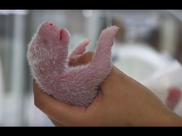 New-born Panda Reunited With Mother | Panda Babies | BBC Earth