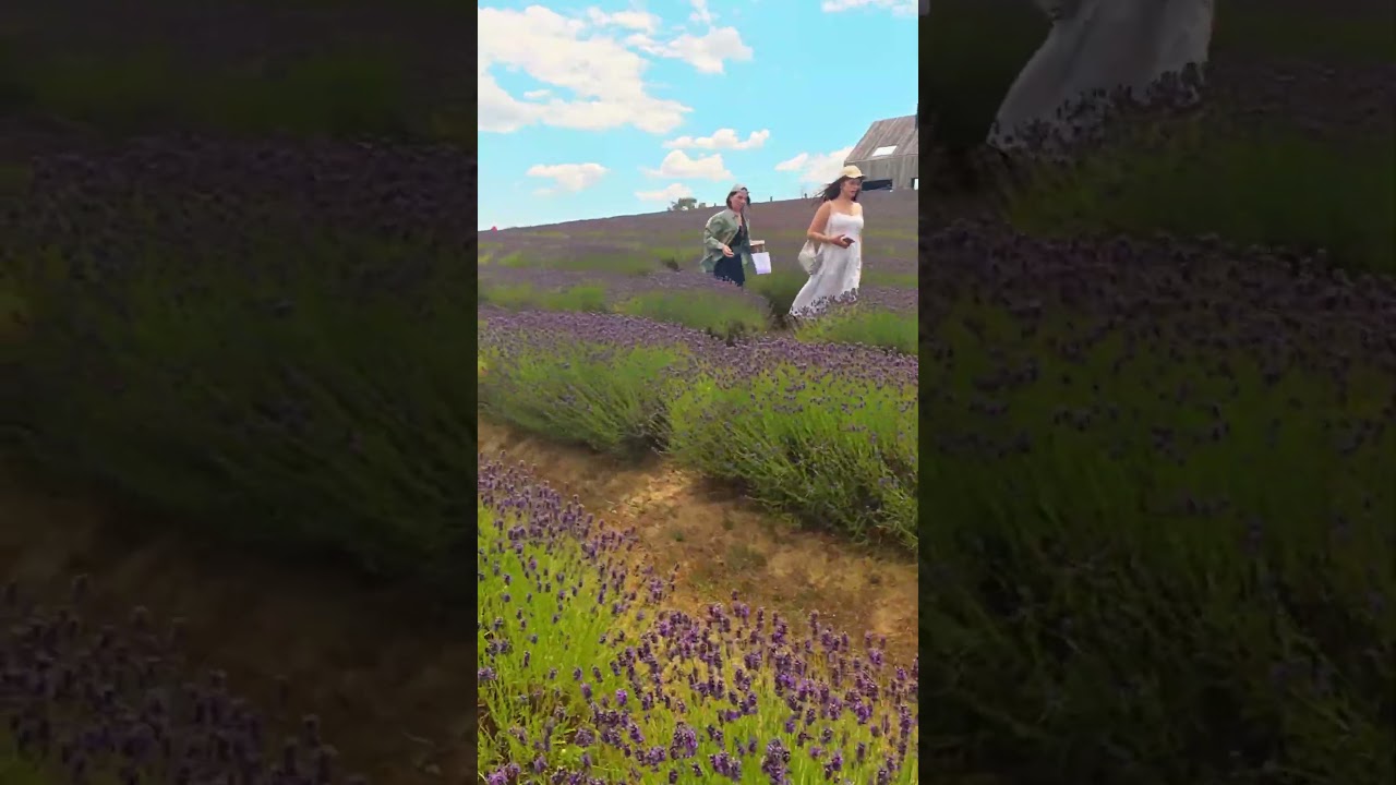 Kőröshegy Lavender Park – Peaceful Walking Tour Through Hungary’s Blooming Lavender Fields