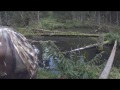 Охота на бобра с ружьем, Старею... Молодняк не стреляю! Hunting for beaver.