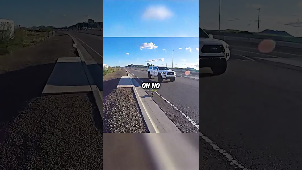 Biker Rescues a Rabbit