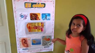 Sol expone: El Oído, Partes y Funciones para niños