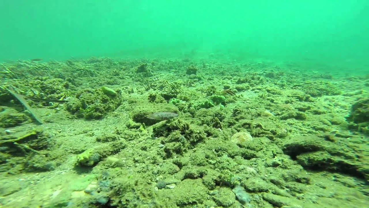 Muck diving in Ambon Bay, Indonesia. Best of. HD YouTube