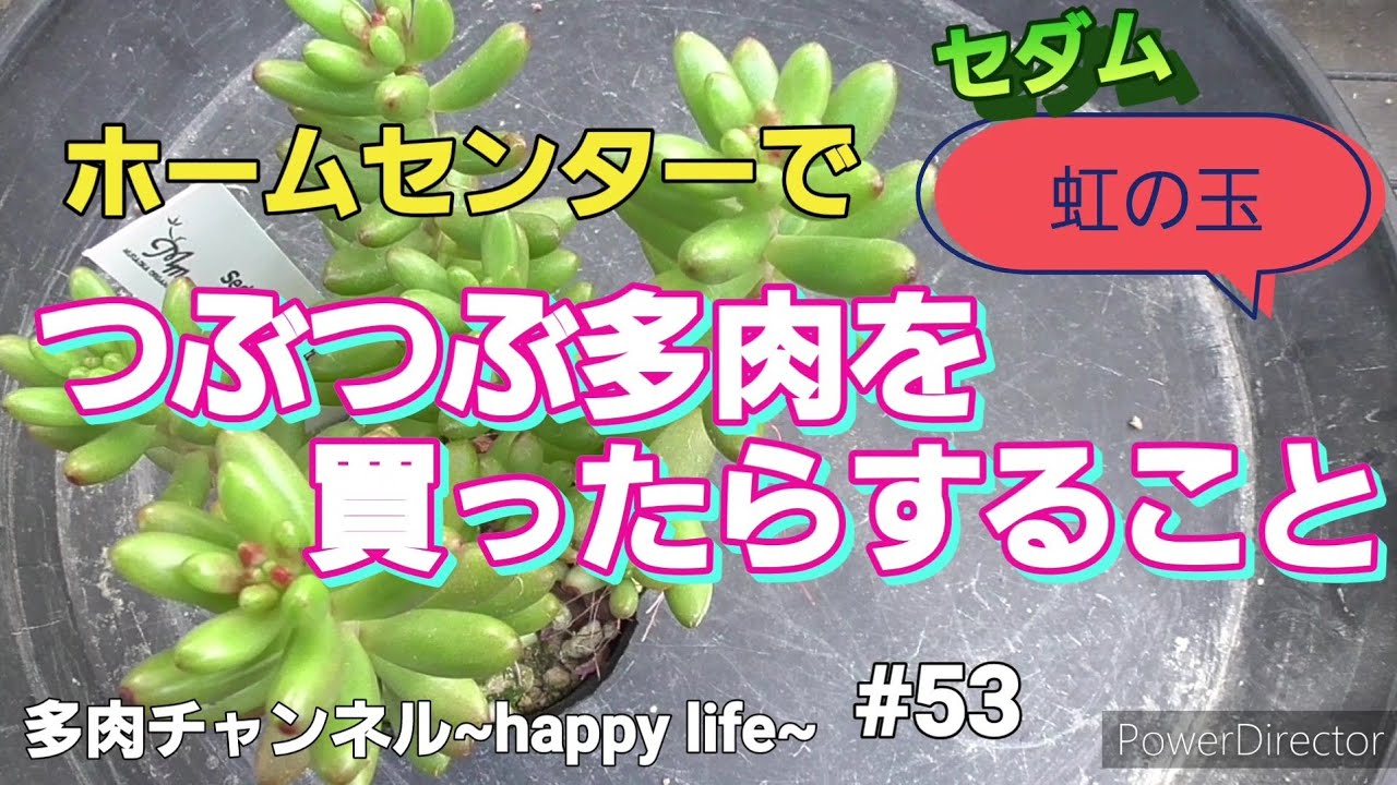 Succulents] #53 What to do after buying seedlings from a home
