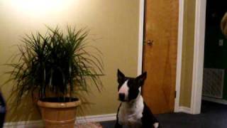 Bull Terrier Tricks