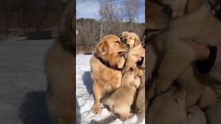 cute animals moment 😍😺 #animals #shorts #viral #love
