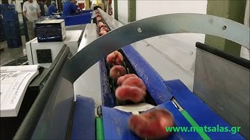 ΓΡΑΜΜΗ ΠΛΑΚΕ ΡΟΔΑΚΙΝΩΝ - SORTING LINE FOR FLAT PEACHES