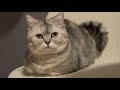 おててどこどこぽんぽこ猫