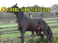 CHA CỦA GOLD SHIP: STAY GOLD THÍCH ĂN ... ??? #umamusume #umamusumederby #horsegirl #staygold