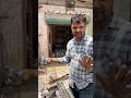 Shazad Bhai Loni pets market #shorts #pigeon #kabutar #pigeons #kabootar