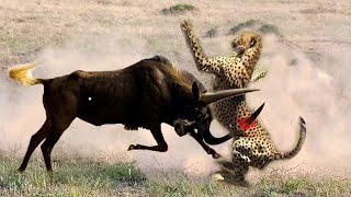 Wildebeest Vs Cheetah - Wildebeest Fight Back Cheetah - Wildebeest Launches Cheetah Into The Air