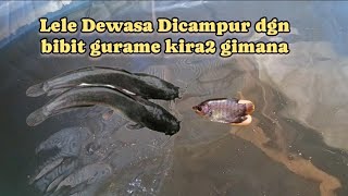 Gurame kecil di campur 2 Lele Dewasa aman apa tidak ?