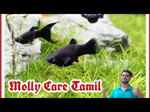 Molly Fish Care Tips Tamil Youtube