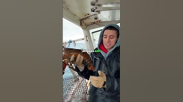 Vì sao họ lại thả tôm hùm khổng lồ 😲