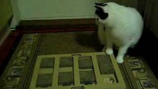 Misse Perdita playing Dog Brick-game screenshot 2