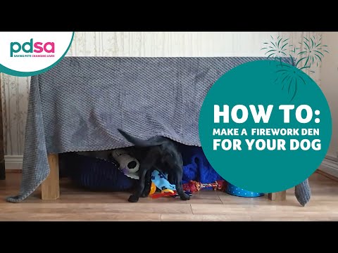 How To: Make A Fireworks Den For Your Dog... With PDSA