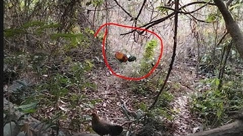 poj qaib seev zoo tuaj zoo heev 21/2/2025