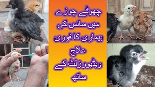 Chicks Breathing Problem ||چھوٹے چوزے میں سانس کی بیماری کا فوری علاج||